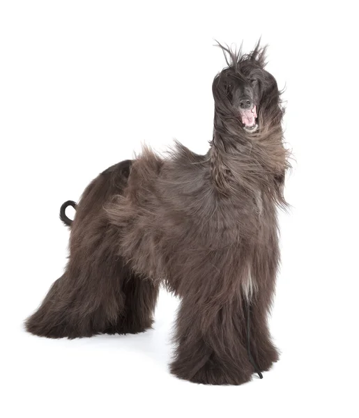 Afghan Hound — Stock Photo, Image