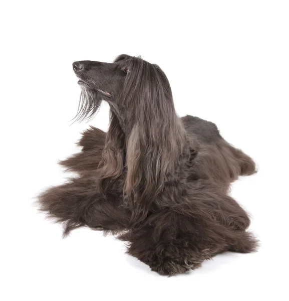 Afghan Hound — Stock Photo, Image