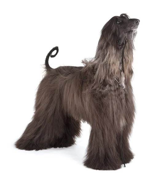 Afghan Hound — Stock Photo, Image