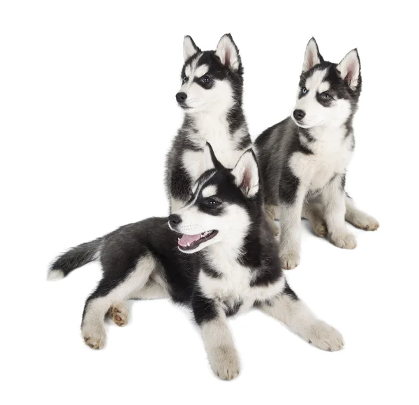 Siberian husky szczeniaka — Zdjęcie stockowe