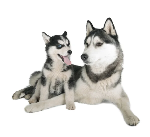 Siberian Husky Vater und Sohn — Stockfoto