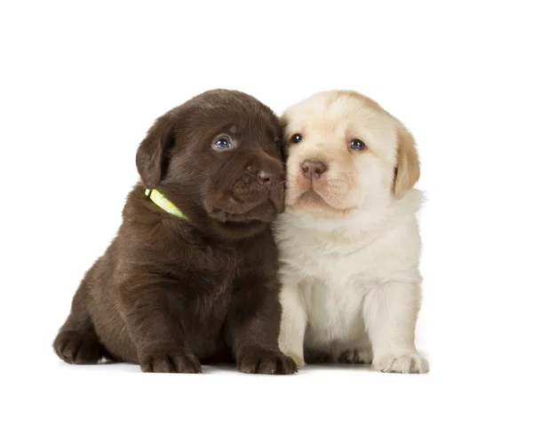 Choklad & choklad Labrador Retriever valpar — Stockfoto