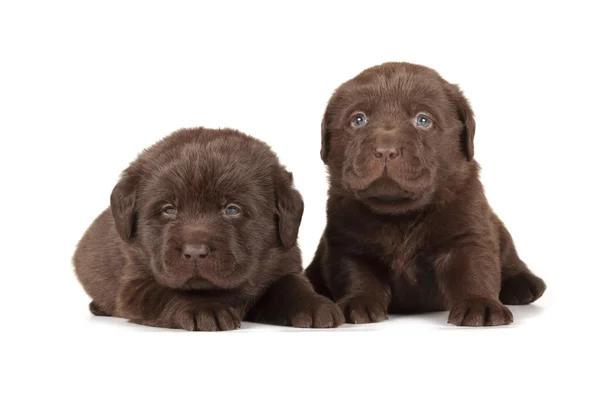 Två choklad labrador retriever valpar — Stockfoto