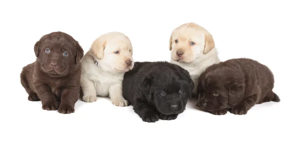 Beş labrador retriever yavruları — Stok fotoğraf