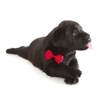 Siyah Labrador Retriever Yavrusu