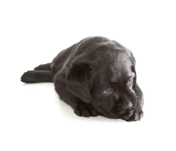 Negro labrador recuperador cachorro — Foto de Stock