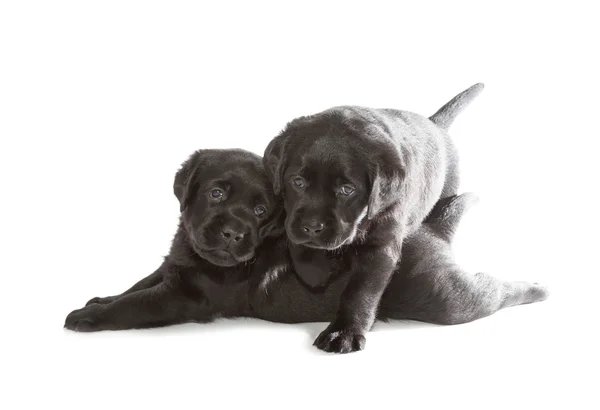 Siyah Labrador Retriever Yavrusu — Stok fotoğraf