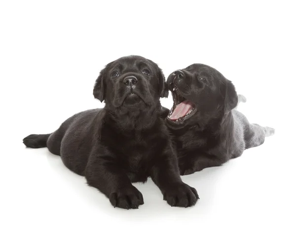 Negro labrador recuperador cachorro —  Fotos de Stock