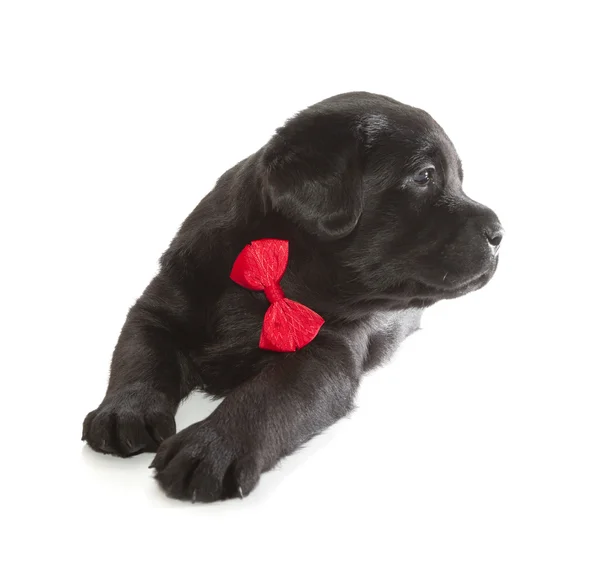 Negro labrador recuperador cachorro — Foto de Stock