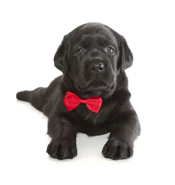 Black Labrador Retriever Puppy — Stock Photo, Image