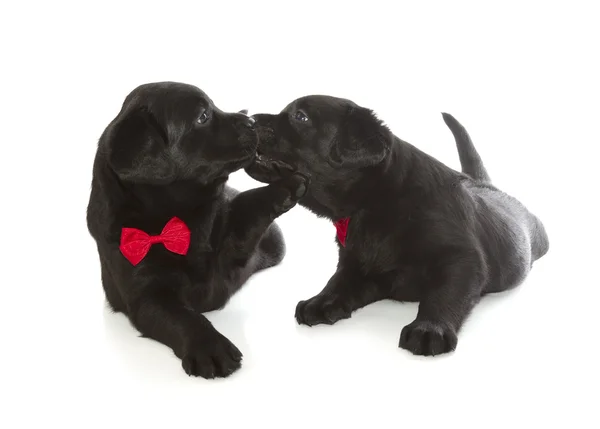 Black Labrador Retriever Puppy — Stock Photo, Image