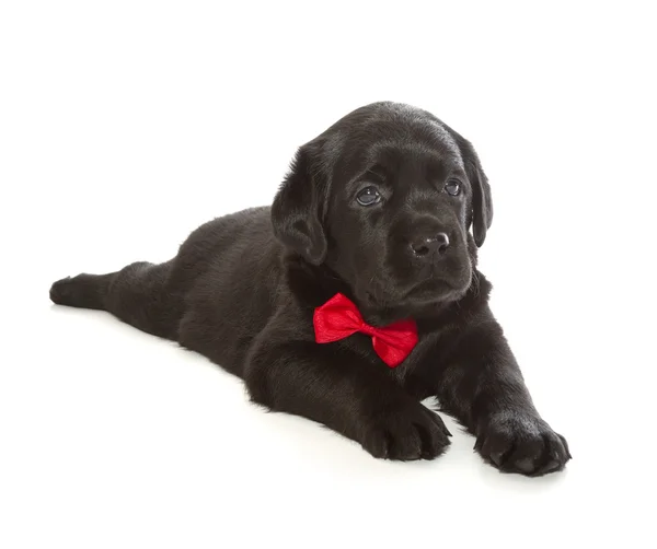 Black Labrador Retriever Cucciolo — Foto Stock