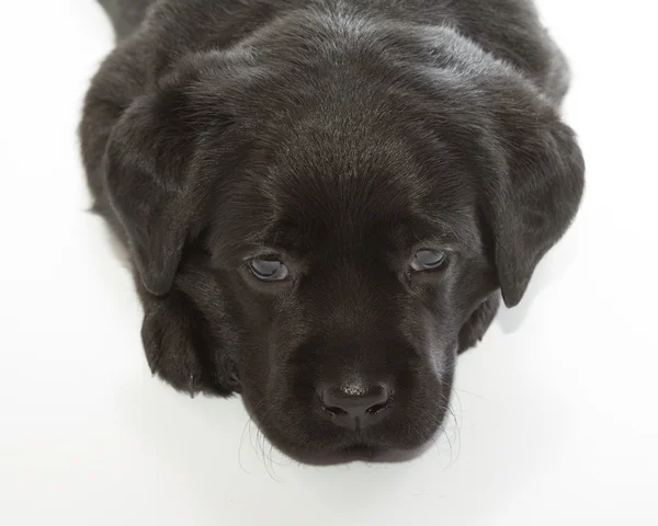 Czarny szczeniak Labrador Retriever — Zdjęcie stockowe