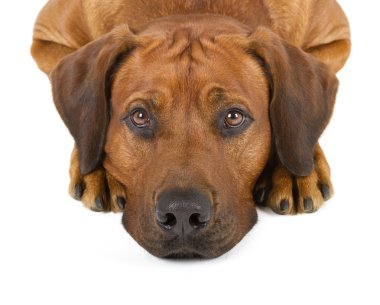 Rodezya ridgeback