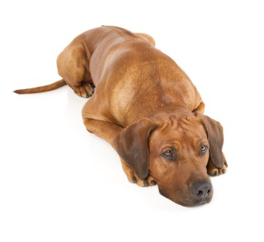 Rodezya ridgeback