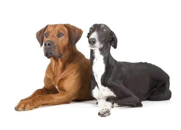 Greyhound en rhodesian ridgeback — Stockfoto