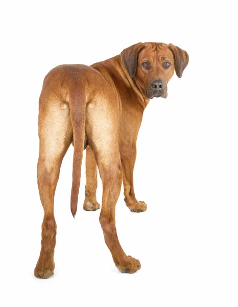 Rhodesian Ridgeback — Zdjęcie stockowe