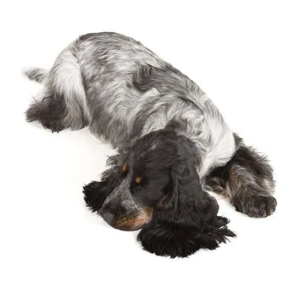 Engelsk cocker spaniel — Stockfoto