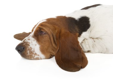 Basset hound