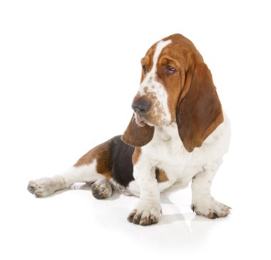 Basset hound