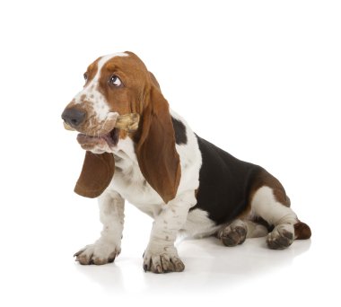 Basset hound