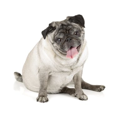 Pug köpek
