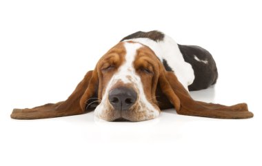 Basset hound