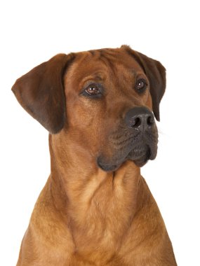 Rodezya ridgeback
