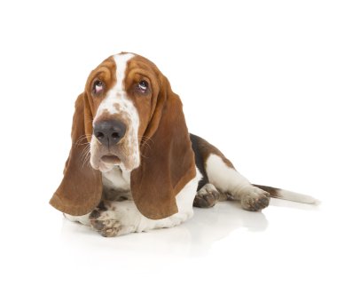 Basset hound
