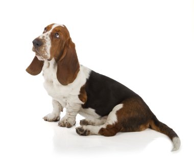 Basset hound