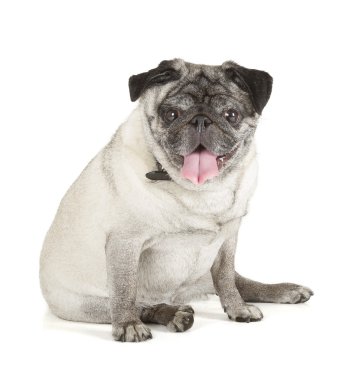 Pug köpek