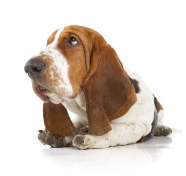 Basset hound