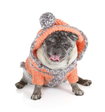 Pug köpek