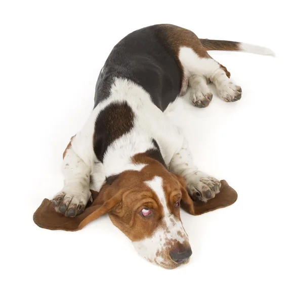 Cão de Basset — Fotografia de Stock