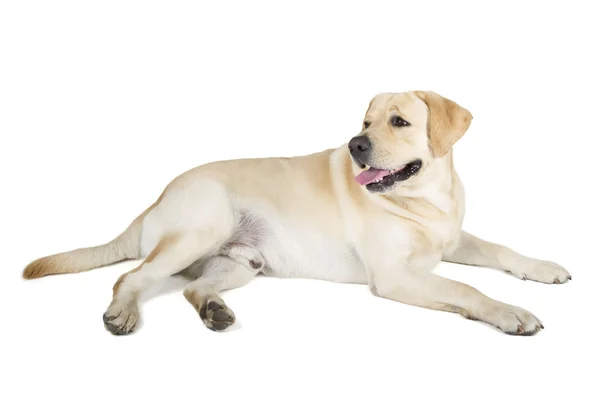 Yellow labrador retriever uśmiechający się — Zdjęcie stockowe