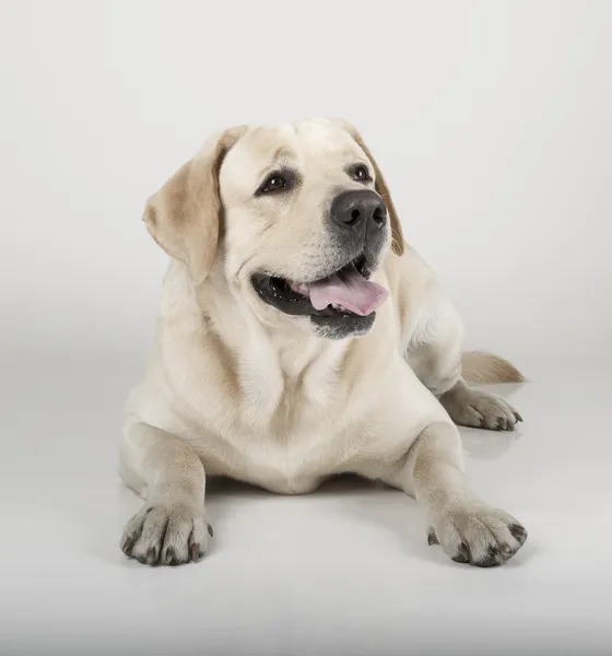 Žlutý labrador Rešeršér v Sépiový tón — Stock fotografie