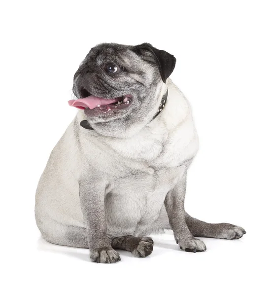 Pug Dog — Stockfoto