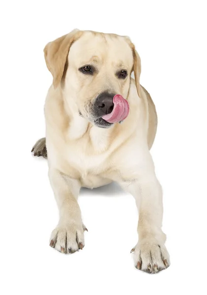 微笑的黄色拉布拉多犬 — 图库照片