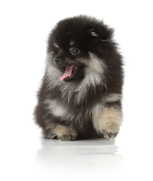 Siyah pomeranian köpek yavrusu — Stok fotoğraf