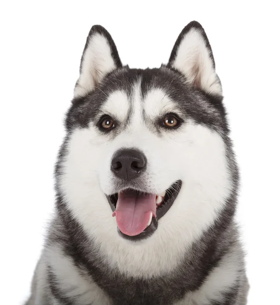 Siberische husky — Stockfoto