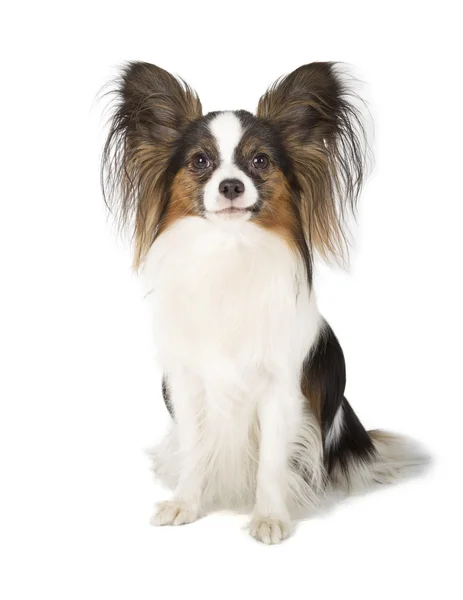 Papillon. — Foto de Stock