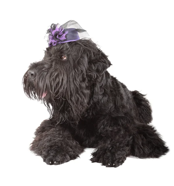Black russian terrier — Stock Photo, Image