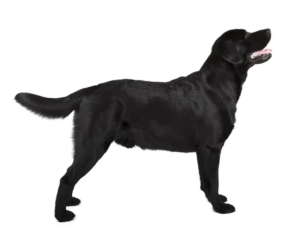 Schwarzer Labrador-Retriever — Stockfoto