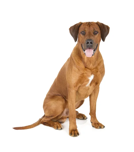 Rhodesian-Ridgeback — Stockfoto