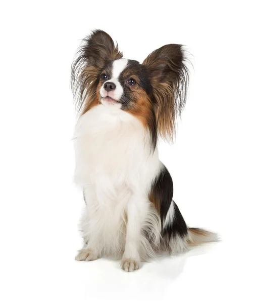 Papillon — Stock Photo, Image