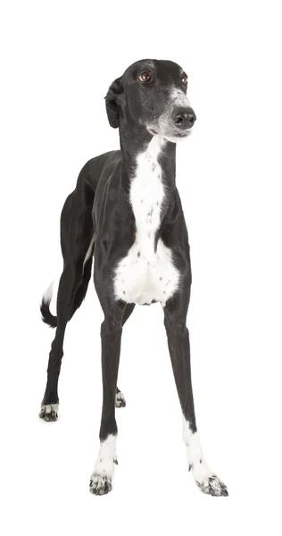 Galgo. — Foto de Stock