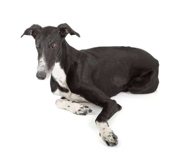 Cão-cinzento — Fotografia de Stock