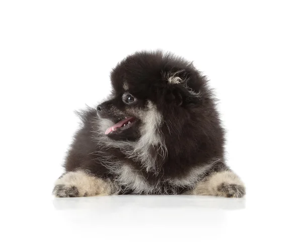 Svart pomeranian valp — Stockfoto