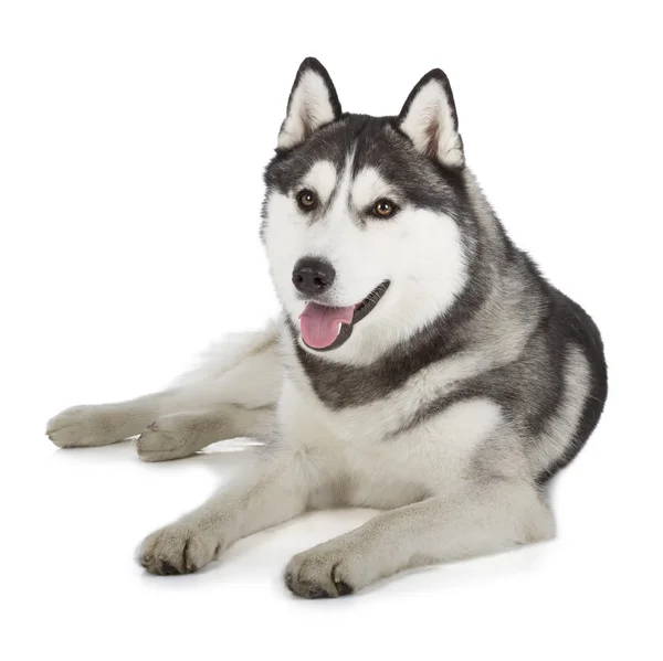 Siberische husky — Stockfoto