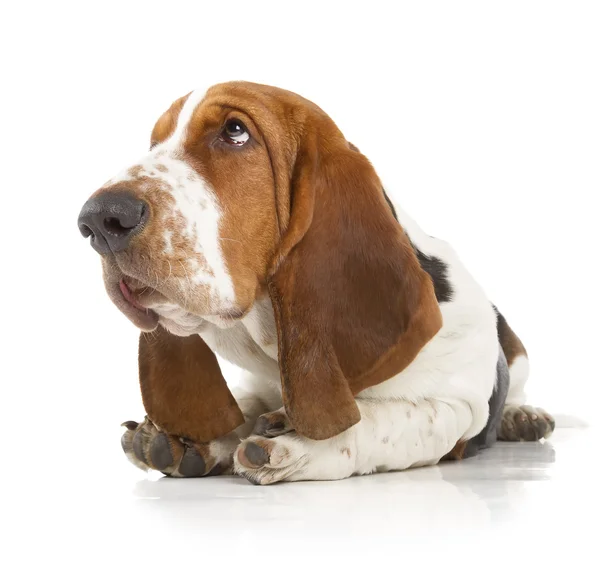 Basset hound — Stock fotografie